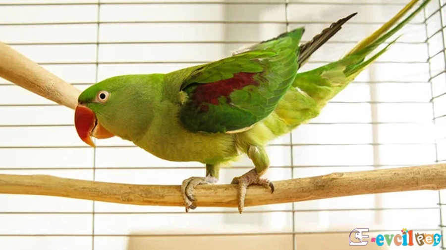 Pakistan papağanı