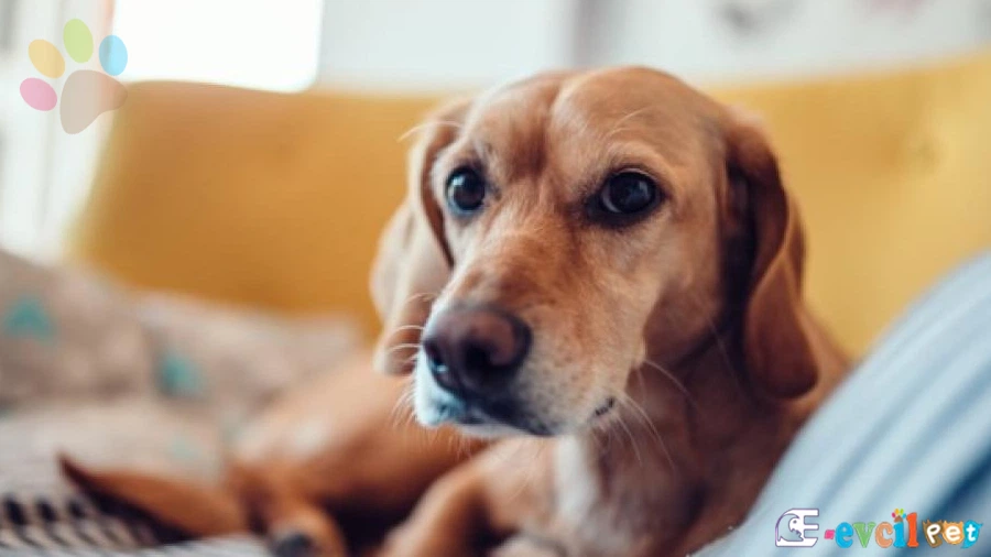 Köpekler Neden Hırçınlaşır?