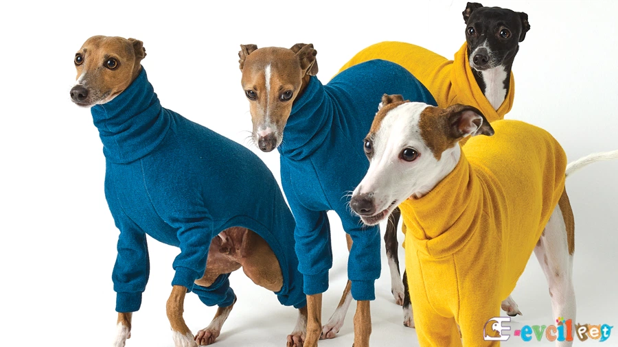 İtalyan Tazısı Genetik Sağlık Sorunları Hastalıkları