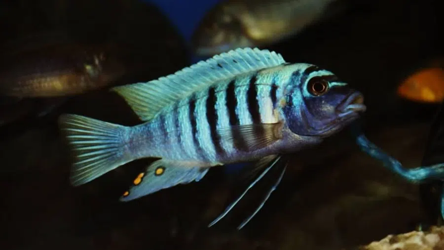 Metriaclima zebra Erkek