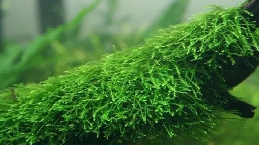 Java Moss