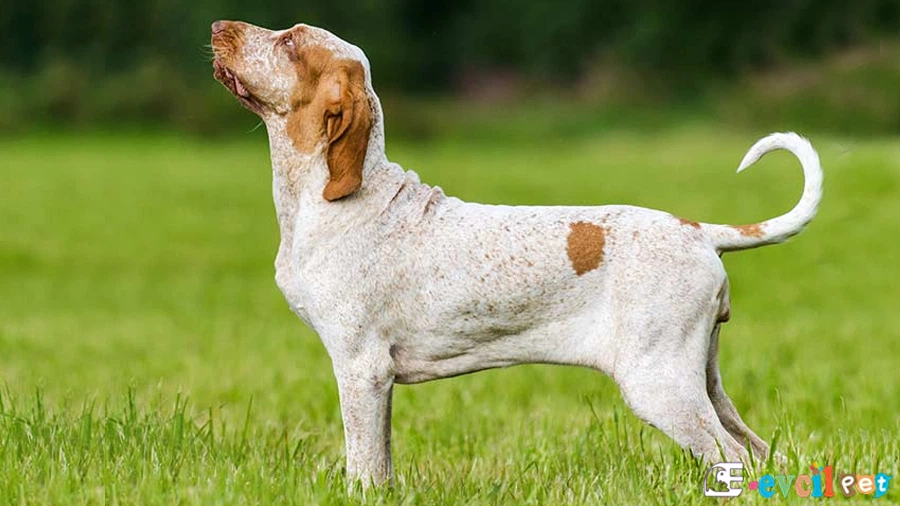 Bracco Italiano Karakter Özellikleri