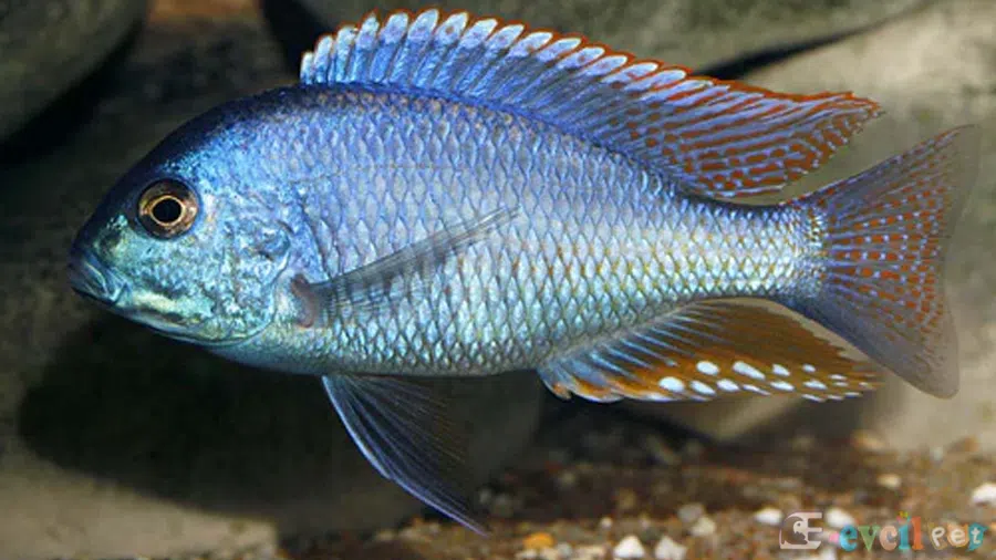 Chilotilapia Rhoadesii Akvaryumu
