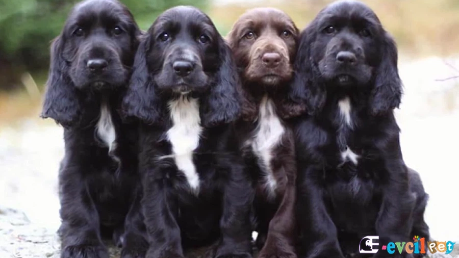 Field Spaniel Field Spaniel