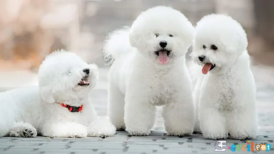 Bichon Frise Sağlık Sorunları Hastalıkları