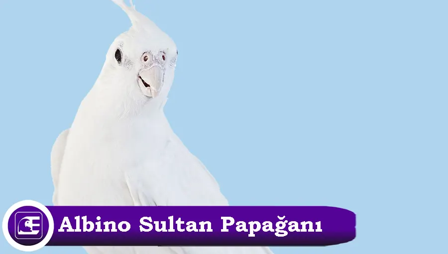 Albino Sultan Papağanı