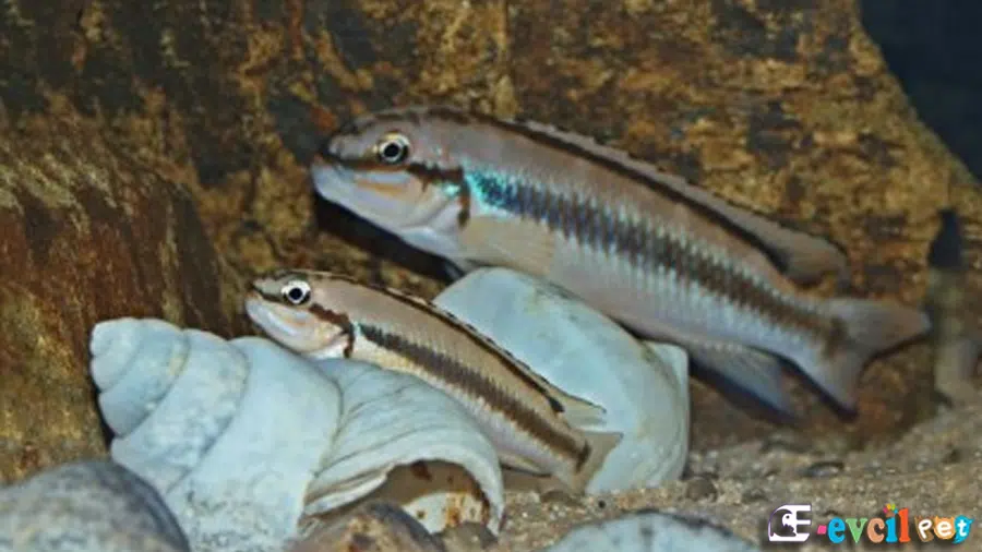 Telmatochromis brichardi Kabuk Yanında