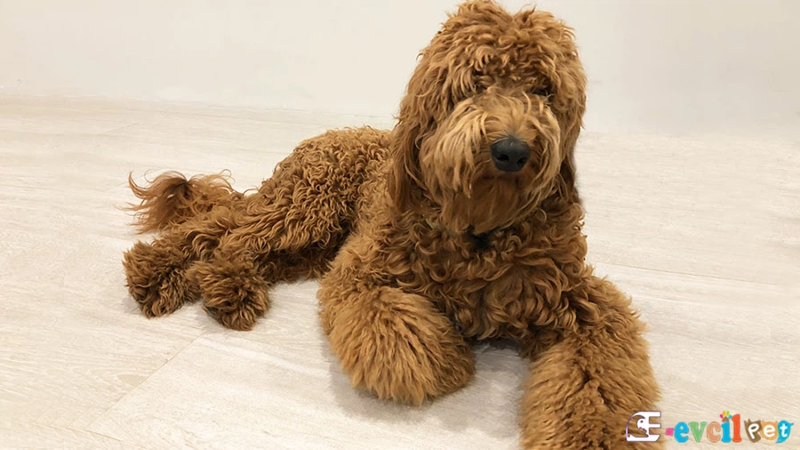 Goldendoodle Oturmuş