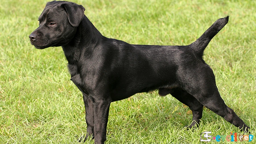 Patterdale Terrier