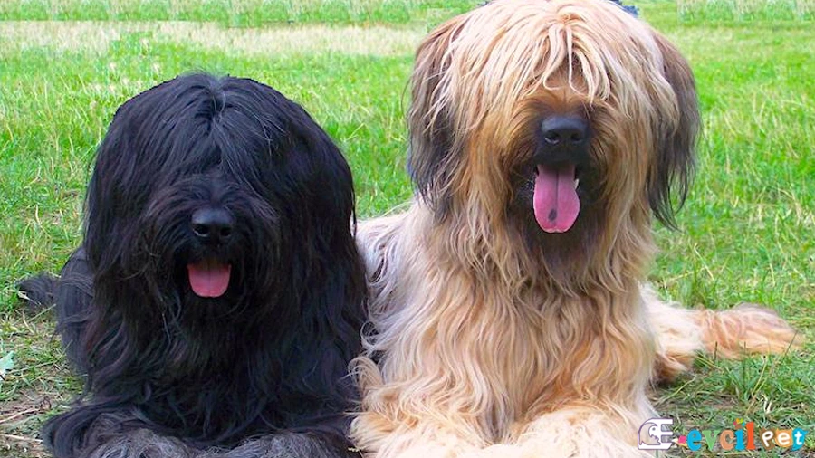 Briard Fiziksel Özellikleri