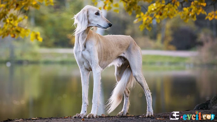 Saluki