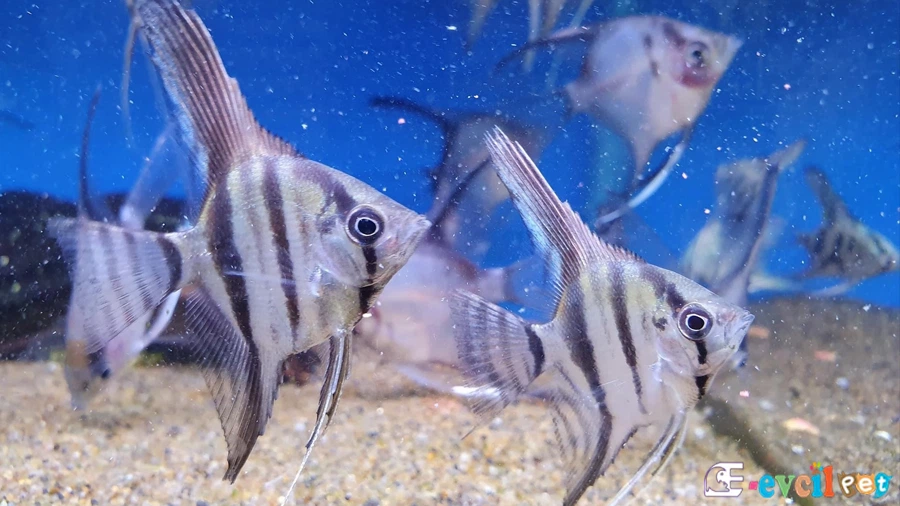 Pterophyllum Scalare (Melek Balığı)