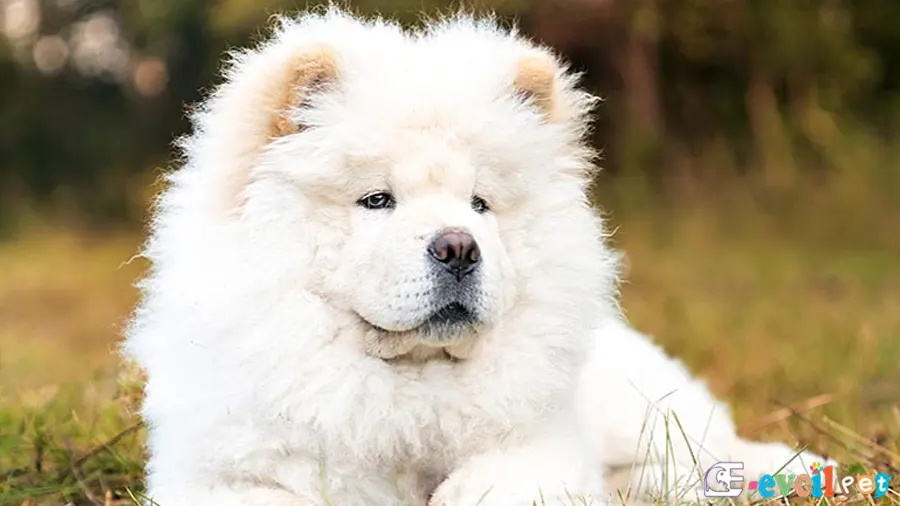Chow Chow (Çin Aslanı) Chow Chow (Çin Aslanı) Bakımı ve Beslenmesi