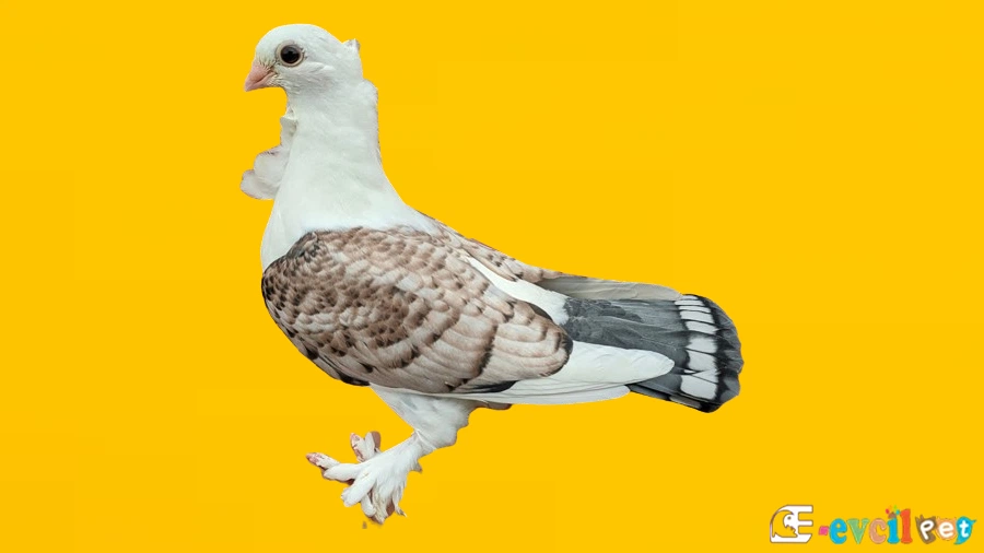 Hünkari Güvercin