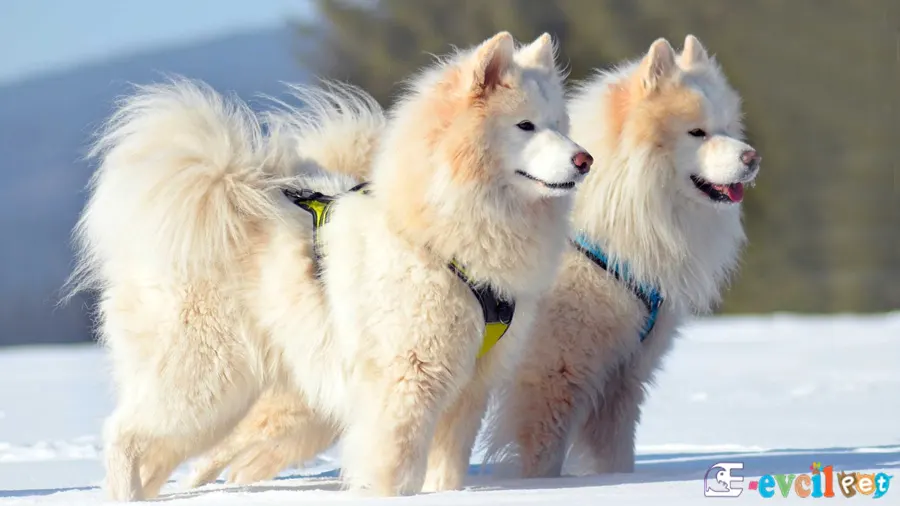 Samoyed Samoyed Bakımı ve Beslenmesi