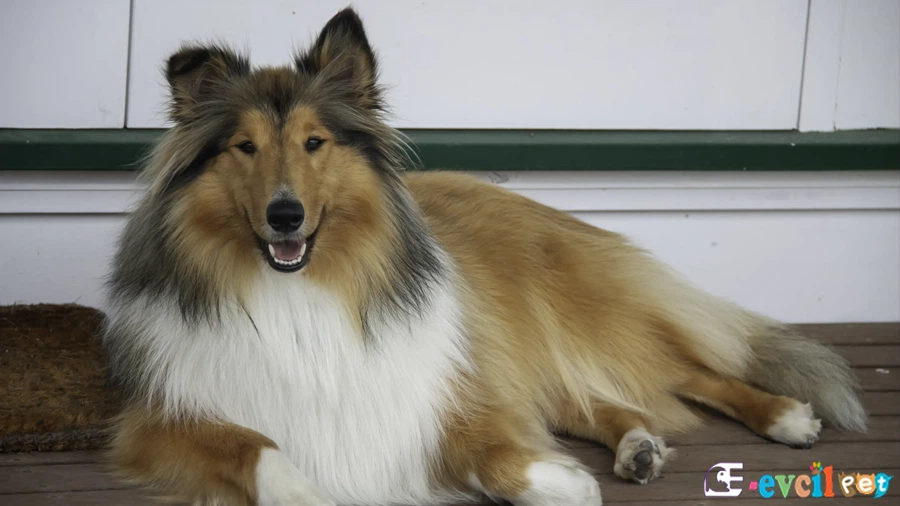 Uzun Tüylü Collie Karakter Özellikleri