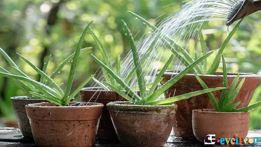 Aloe vera Faydaları