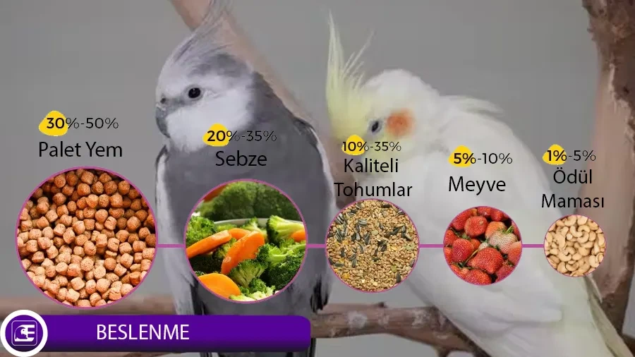 Sultan Papağanı Beslenme Sultan Papağanı Beslenme
