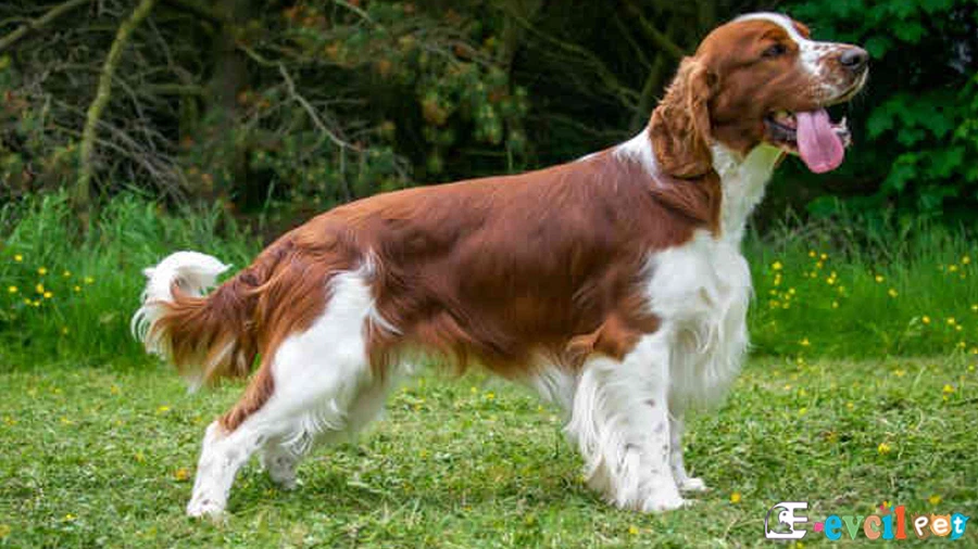 Welsh Springer Spaniel Karakter Özellikleri