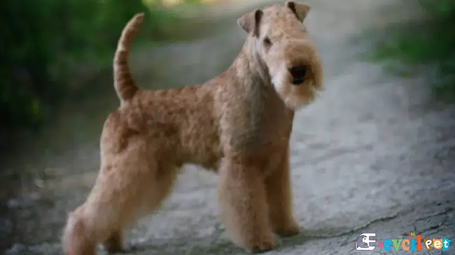 Lakeland Terrier Fiziksel Özellikleri
