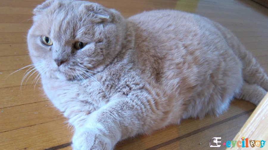 Scottish Fold Tuvalet Eğitimi