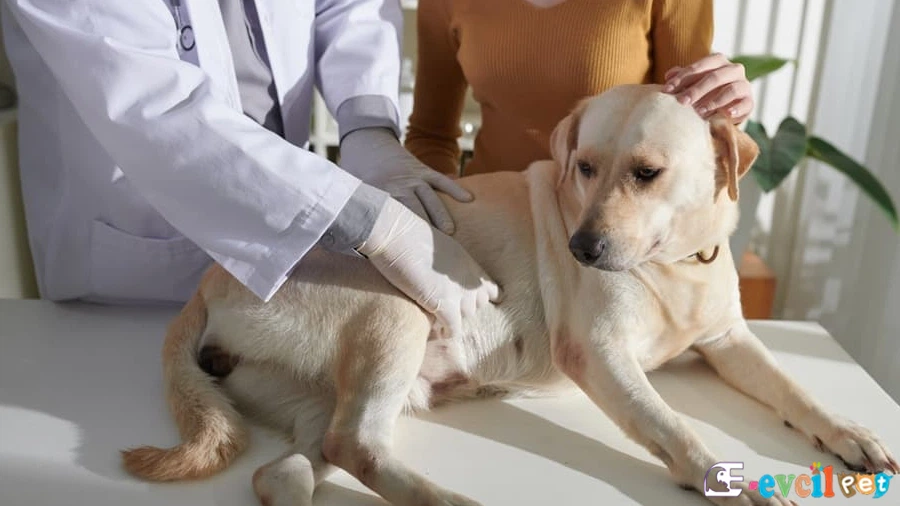 Köpeklerde Kanser