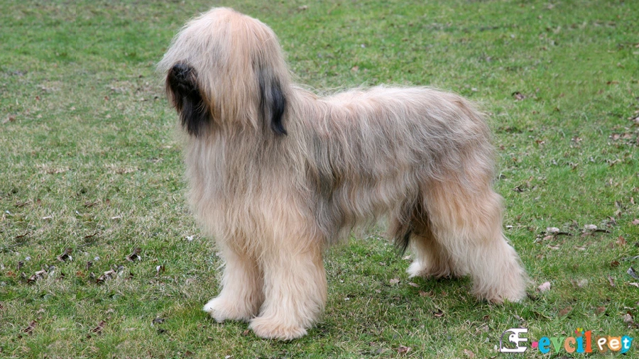 Briard Genetik Sağlık Sorunları