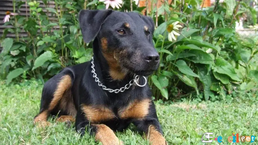 Alman Av Terrieri Karakter Özellikleri (jagdterrier)