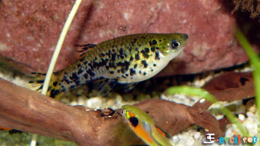 Phalloceros caudimaculatus Erkek