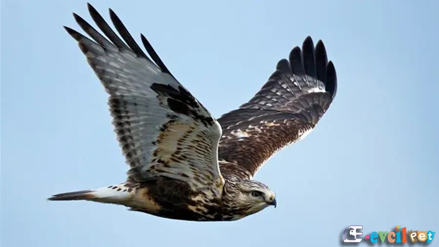 Atmaca (Accipiter nisus)