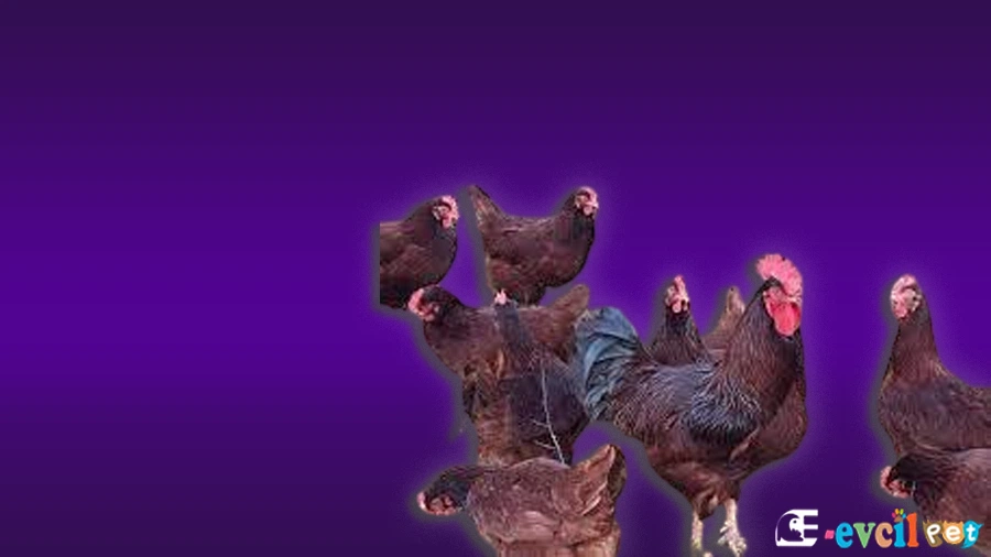 Rhode Island Red Tavuk Kuluçka