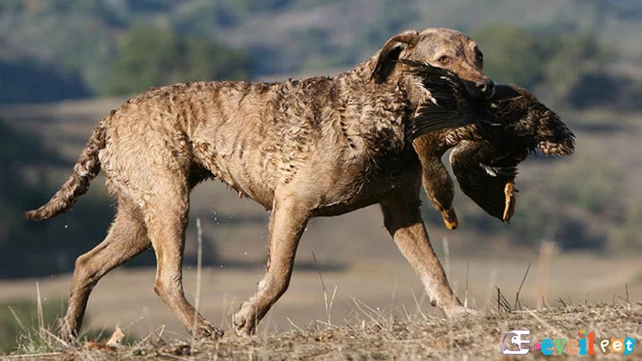 Chesapeake Bay Retriever Chesapeake Bay Retriever Karakter Özellikleri