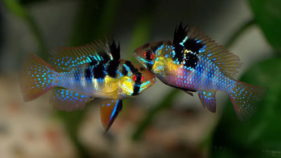 Ramirezi Cichlid Akvaryumu