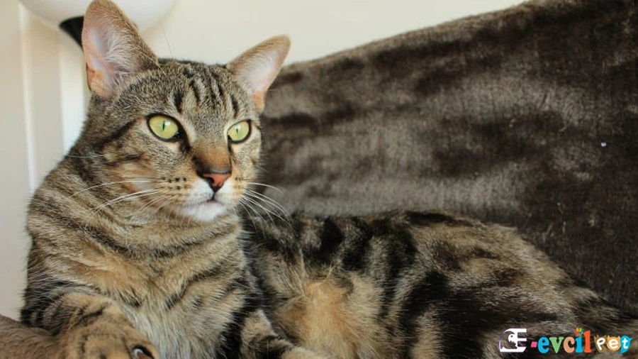 Domestic Shorthair Bakımı ve Beslenmesi