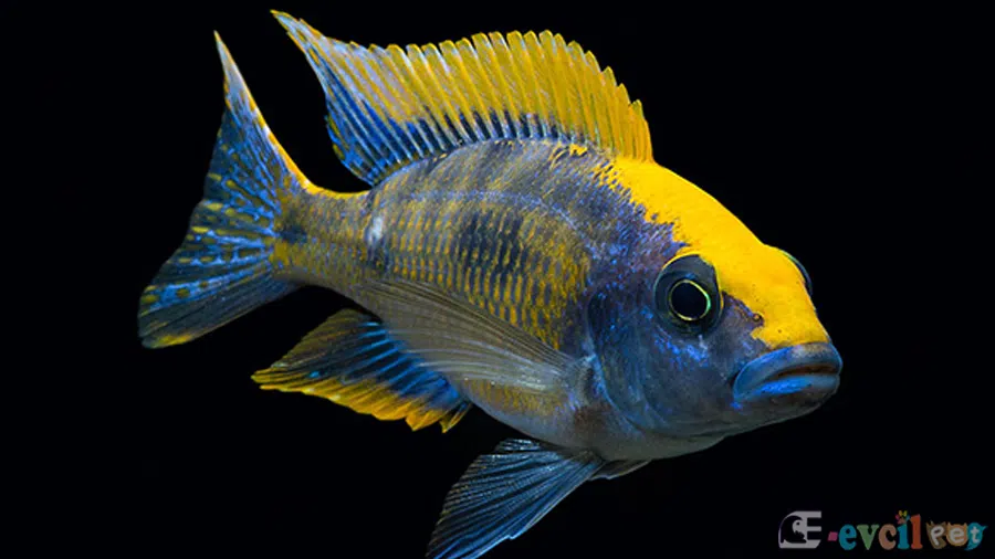 Otopharynx Lithobates Erkek