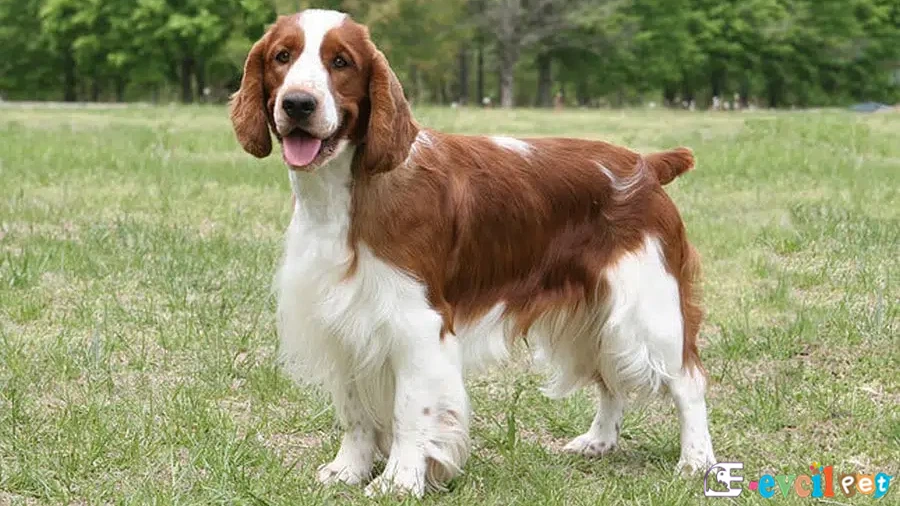 Welsh Springer Spaniel Fiziksel Özellikleri