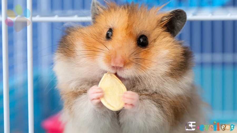 Renklerine Göre Hamster İsimleri