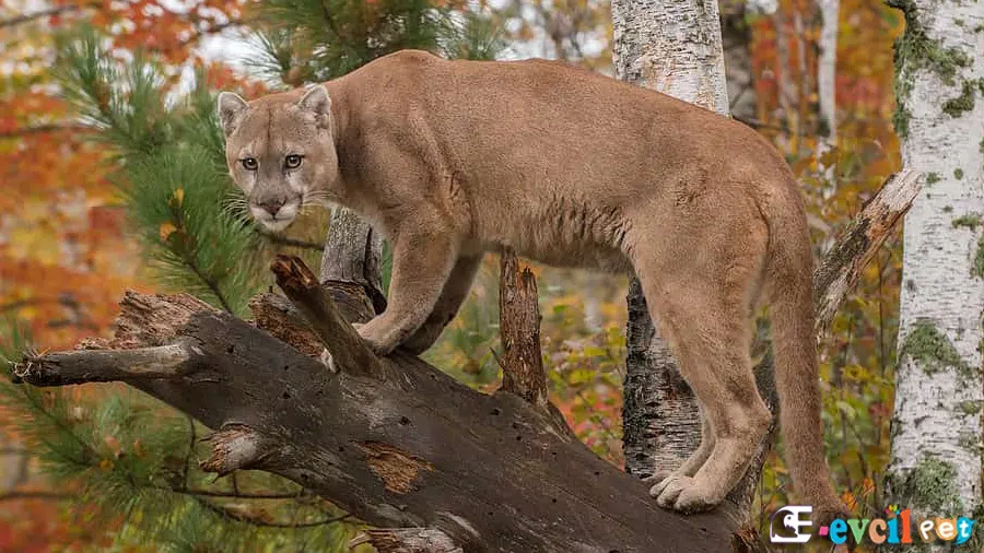 Dağ Aslanı (Puma)