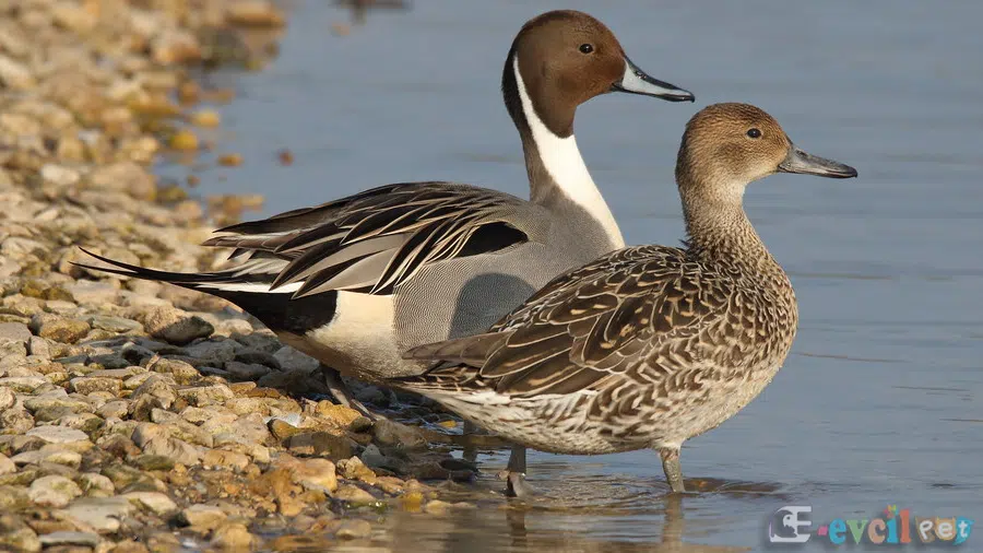 Kılkuyruk (Anas acuta) Erkek ve Dişi
