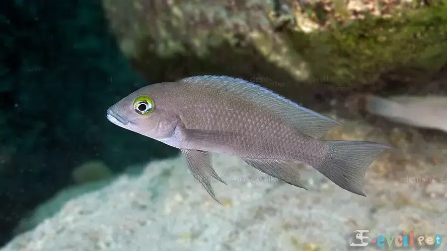 Neolamprologus christyi Akvaryumu