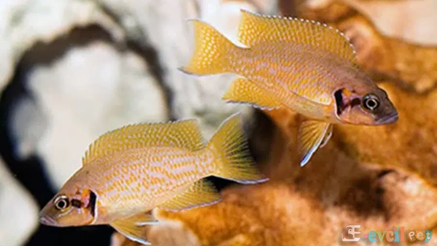Neolamprologus Helianthus Akvaryumu