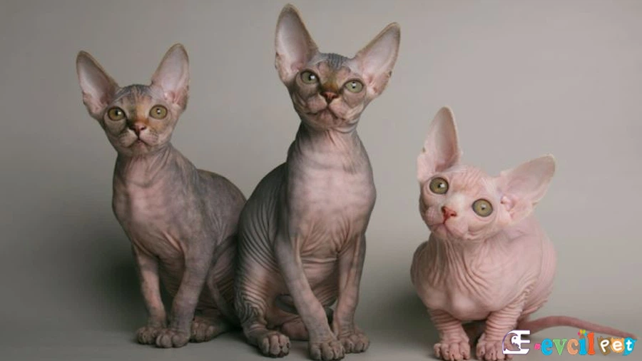 Sfenks Bakımı ve Beslenmesi