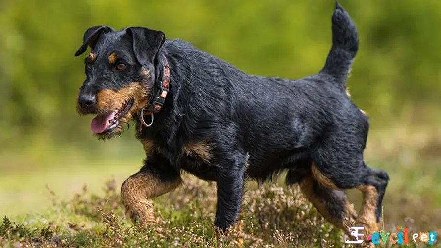 Alman Av Terrieri Sağlık Sorunları Hastalıkları (jagdterrier)