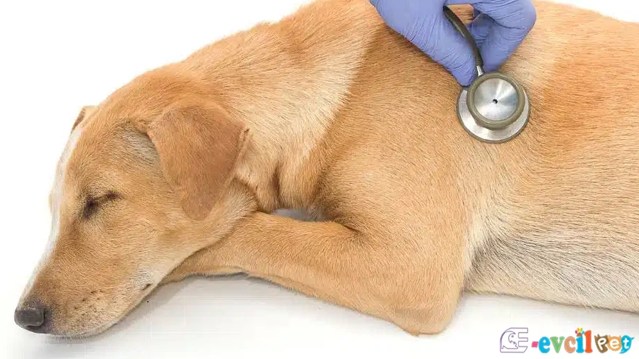 Köpeklerde Kanser
