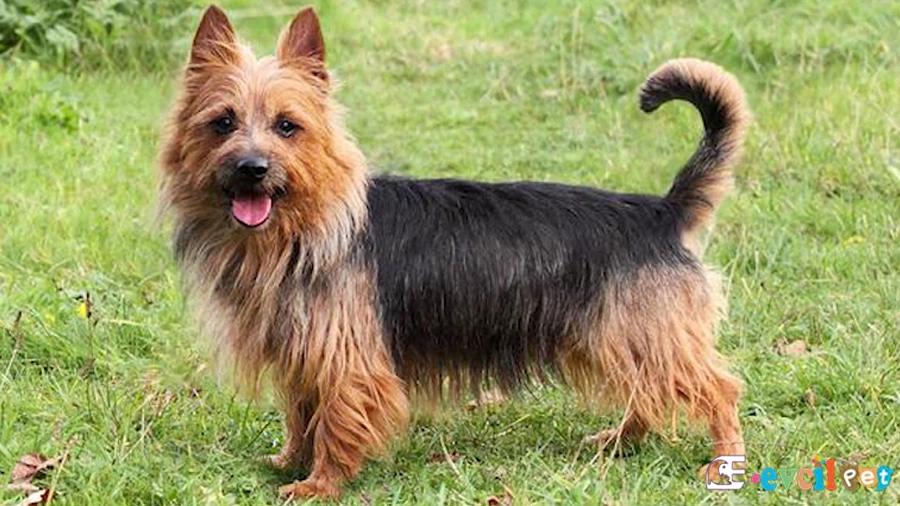 Australian Terrier Karakter Özellikleri