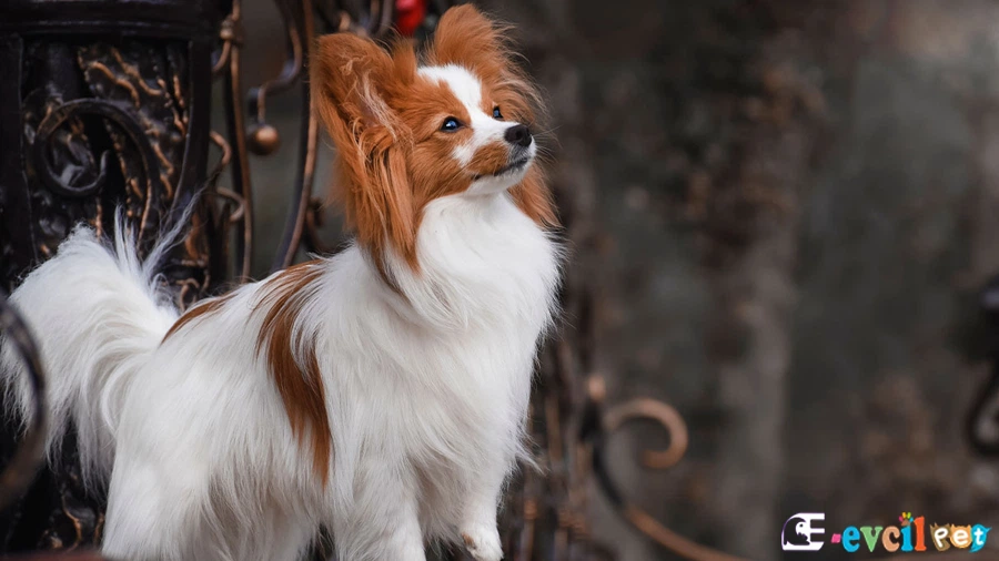 Papillon Temel Eğitimi ve Tuvalet Eğitimi