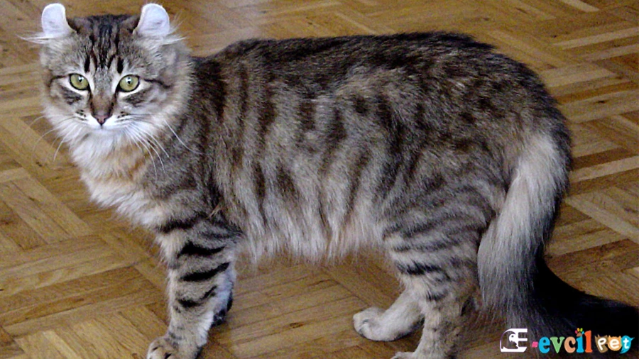 Amerikan Curl Fiziksel Özellikleri