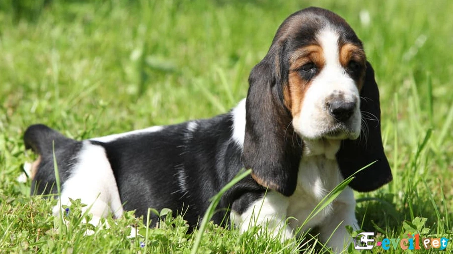 Basset Hound Basset Hound Genetik Sağlık Sorunları Hastalıkları