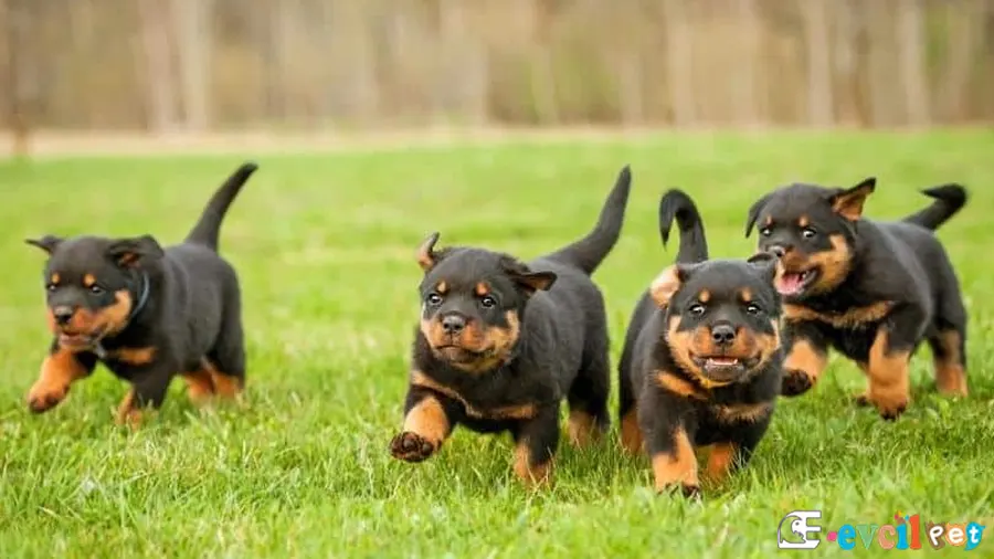 Rottweiler Temel Eğitimi ve Tuvalet Eğitimi
