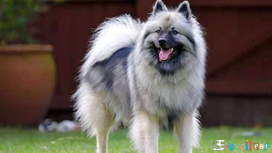 Keeshond Fiziksel Özellikleri